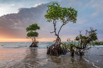 Mood of the week : Mangroves